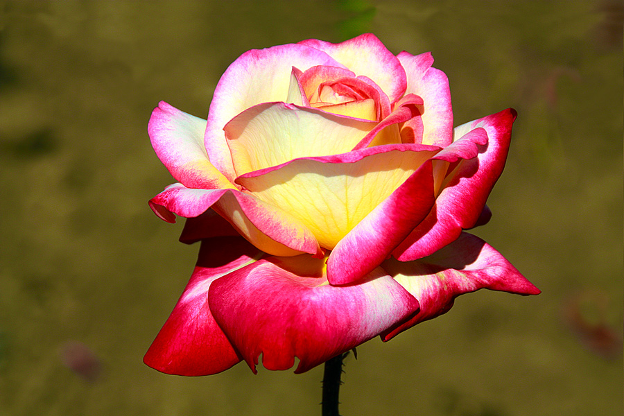 photo "Love life" tags: nature, macro and close-up, colour, flowers, rose, spring