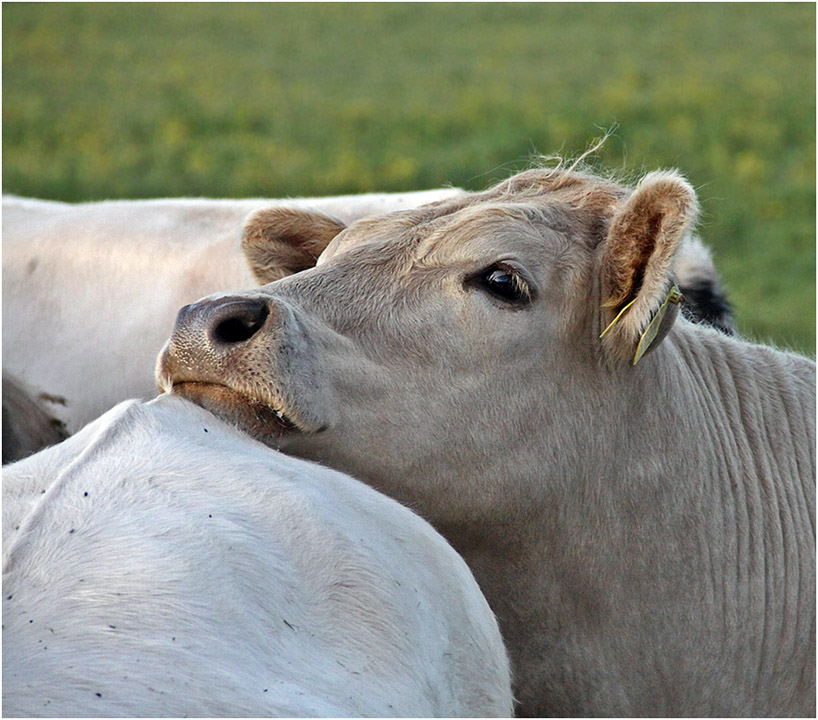 photo "Cow with tenderness" tags: nature, pets/farm animals, коровы