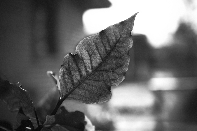 photo "Leaf" tags: black&white, nature, flowers