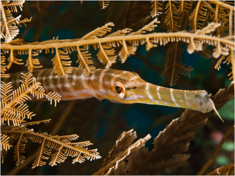 photo "***" tags: underwater, macro and close-up, 