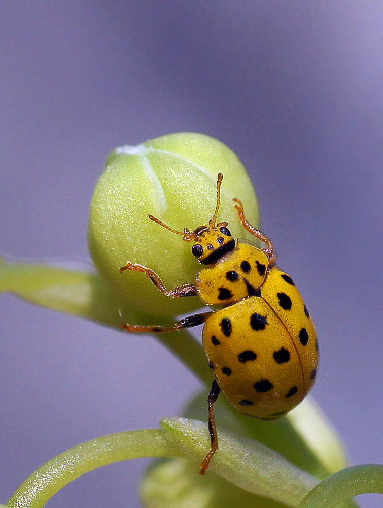 photo "макро,божья коровка" tags: macro and close-up, nature, insect