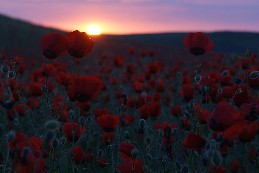 photo "***" tags: landscape, nature, flowers, sunset