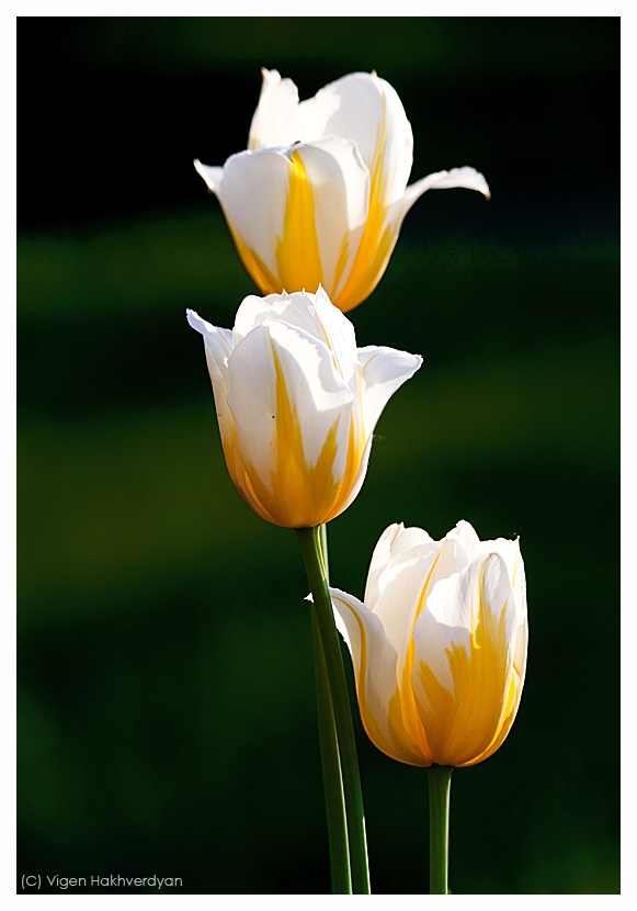 photo "Tulip trio" tags: nature, macro and close-up, flowers