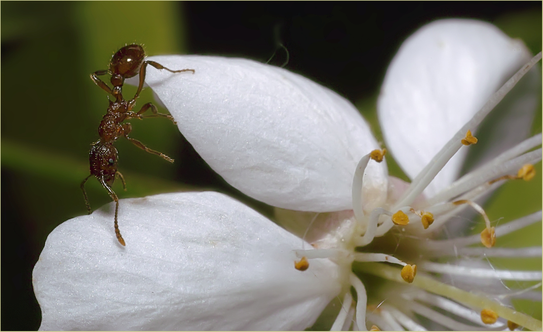 photo "***" tags: macro and close-up, 