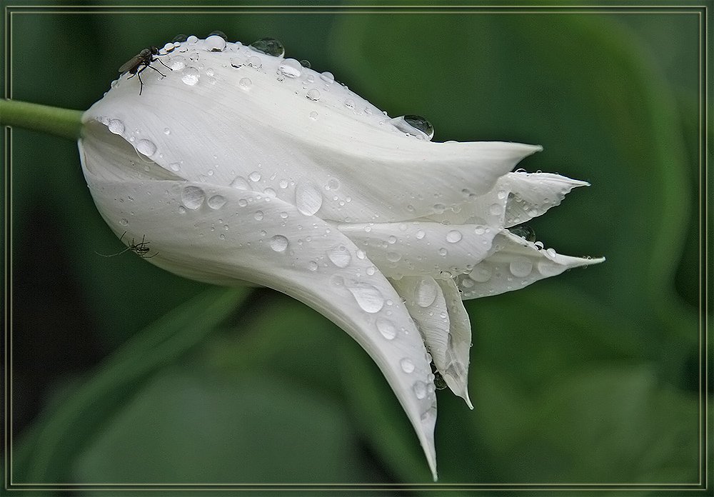 photo "After Rain" tags: nature, macro and close-up, flowers