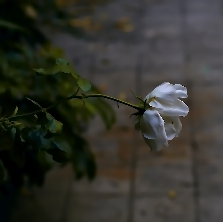 photo "***" tags: nature, flowers