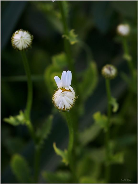 photo "***" tags: nature, flowers