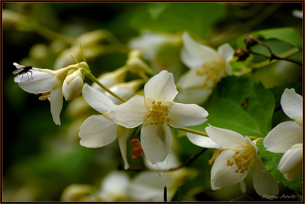 photo "to rest" tags: macro and close-up, nature, flowers