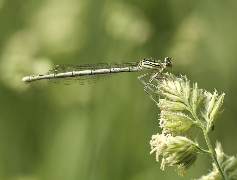photo "***" tags: nature, insect