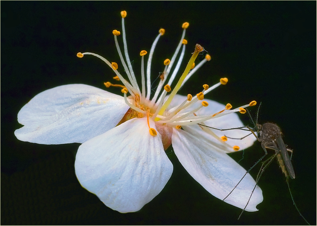 photo "***" tags: macro and close-up, 