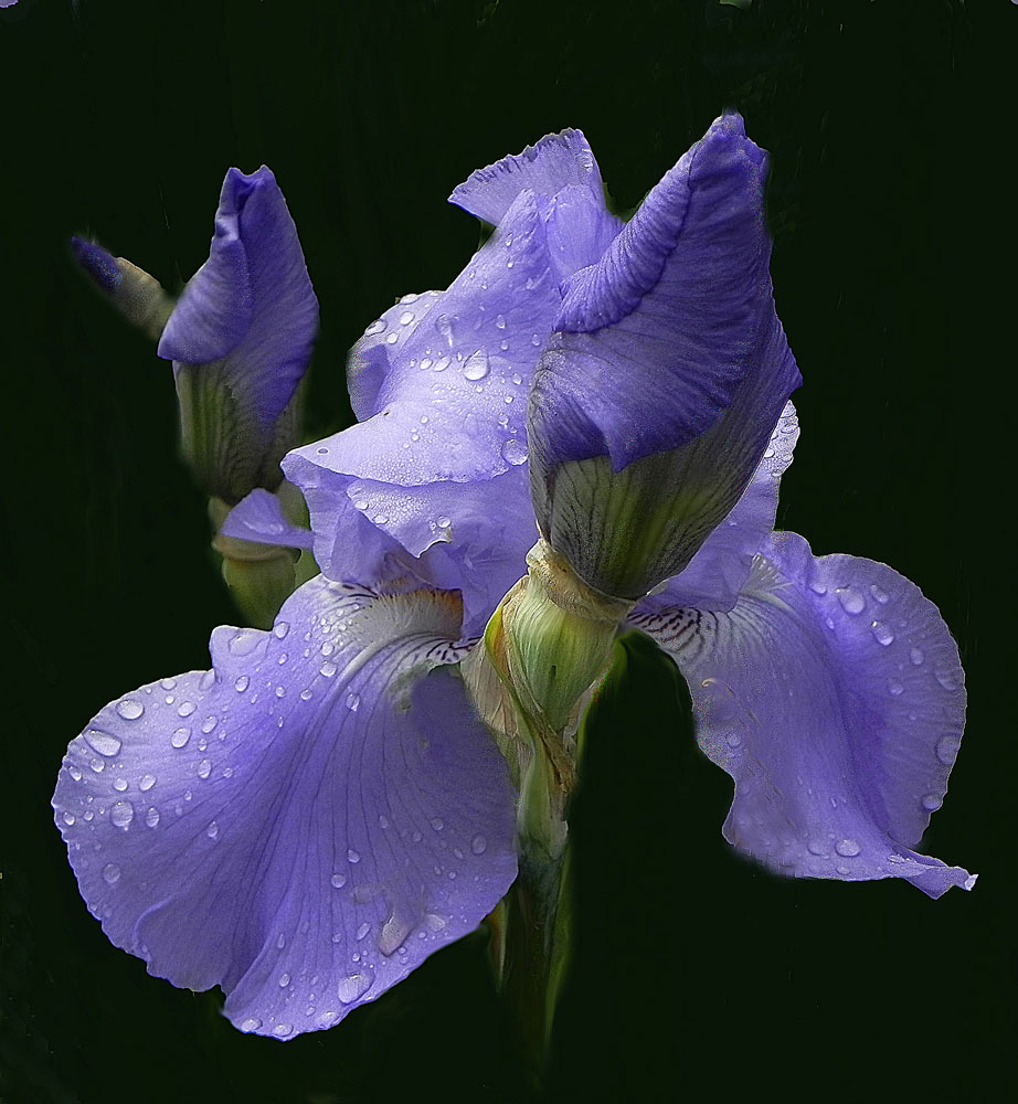 photo "***" tags: nature, flowers