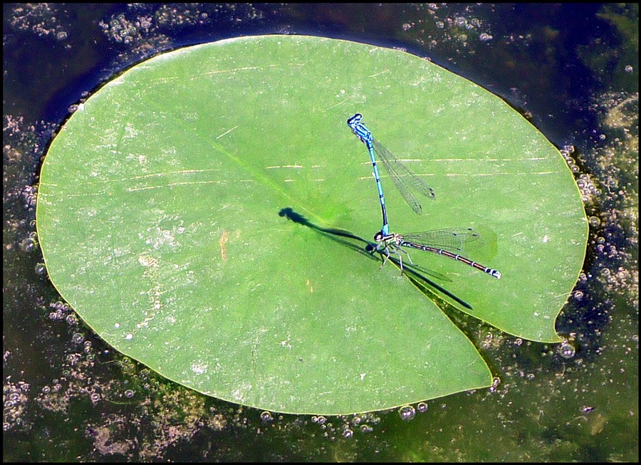 photo "At the circus" tags: nature, insect