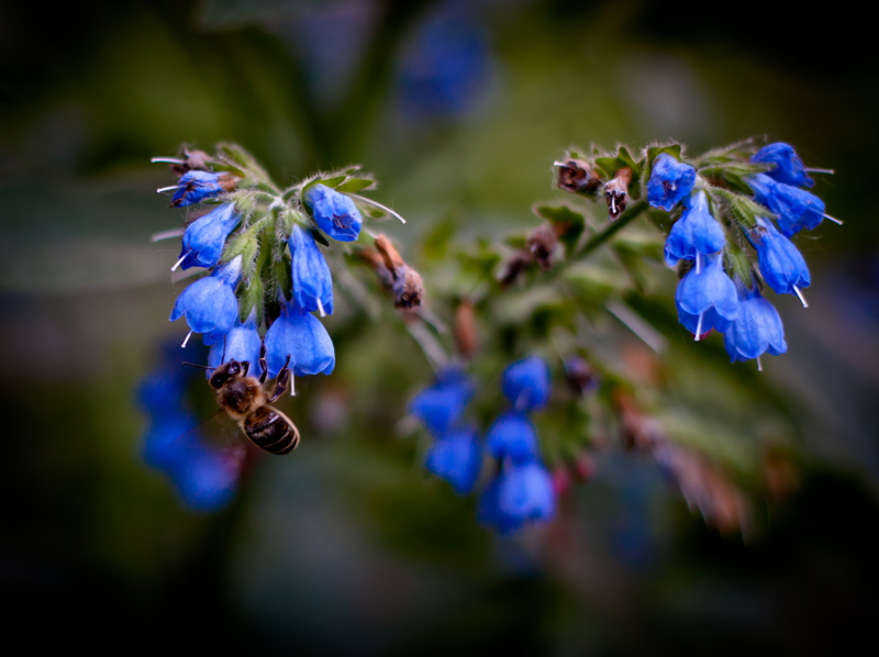 photo "***" tags: nature, flowers