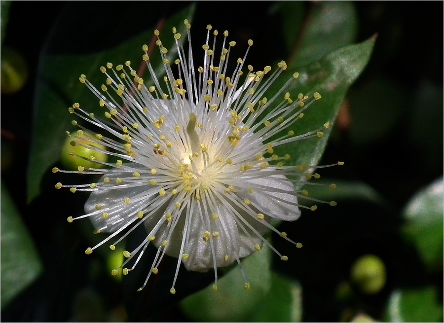 photo "Only 1,5 cm" tags: nature, macro and close-up, flowers