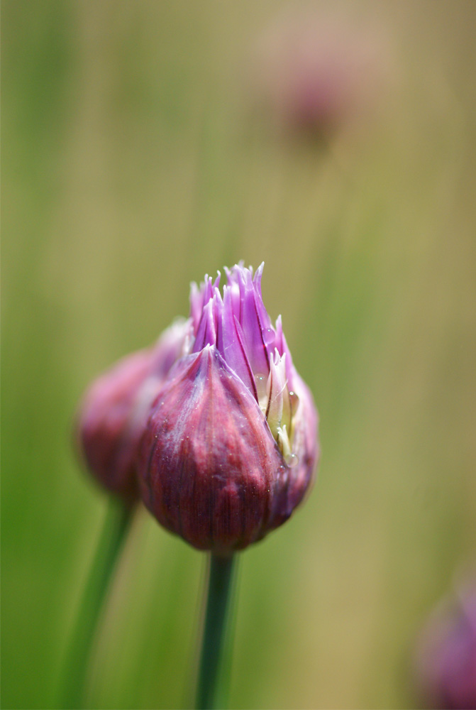 photo "***" tags: nature, macro and close-up, flowers