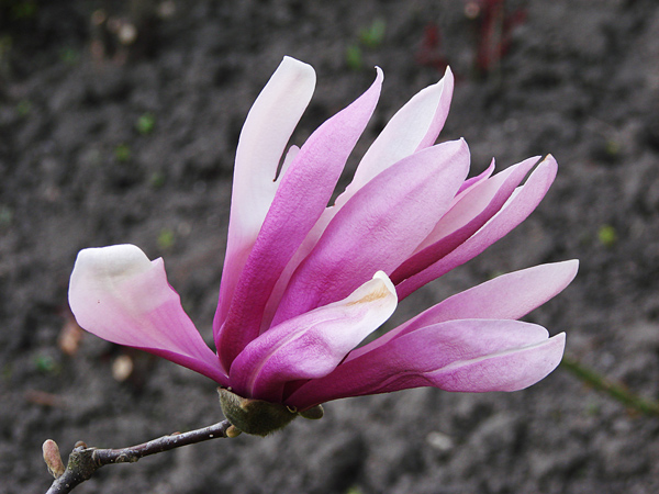 photo "***" tags: nature, flowers