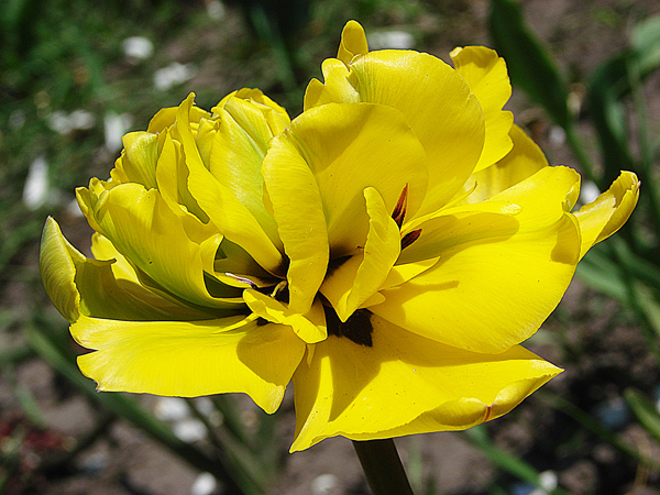 photo "***" tags: nature, flowers