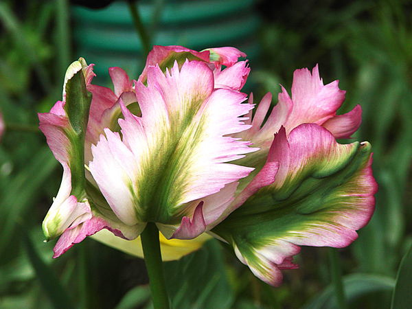 photo "***" tags: nature, flowers