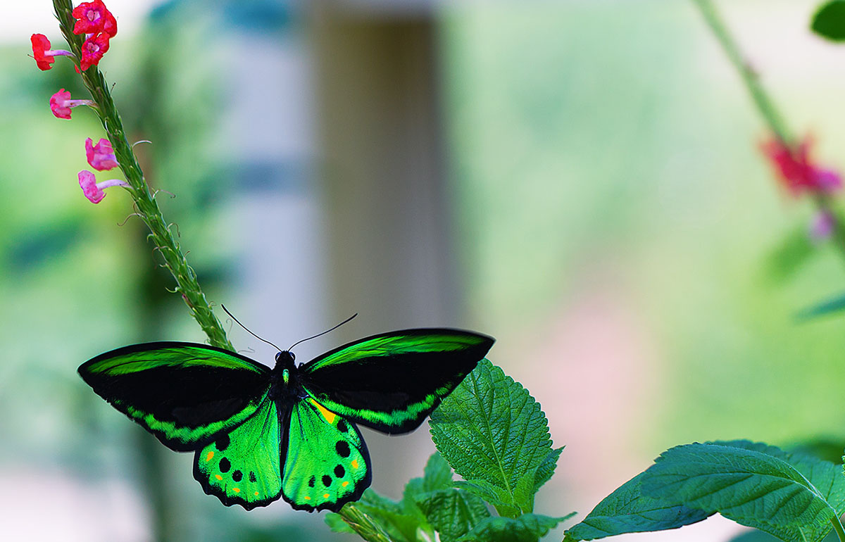 photo "Greens" tags: macro and close-up, nature, insect