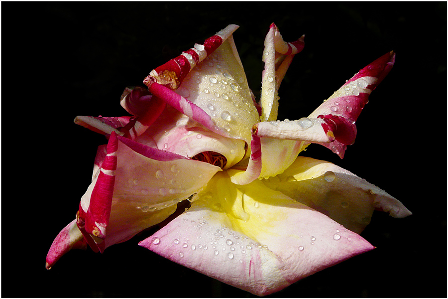 photo "Rose petals" tags: nature, colour, flowers, rose, spring