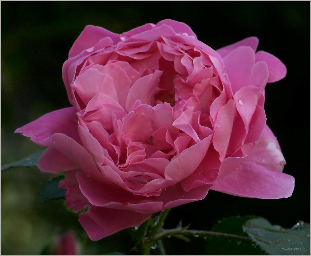photo "***" tags: nature, flowers