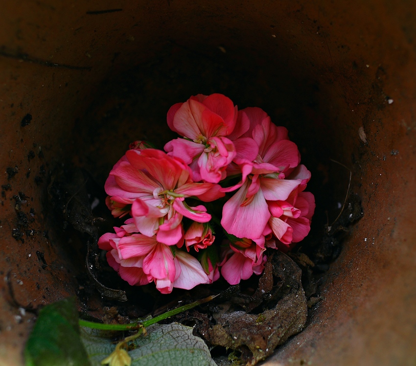 photo "***" tags: nature, flowers