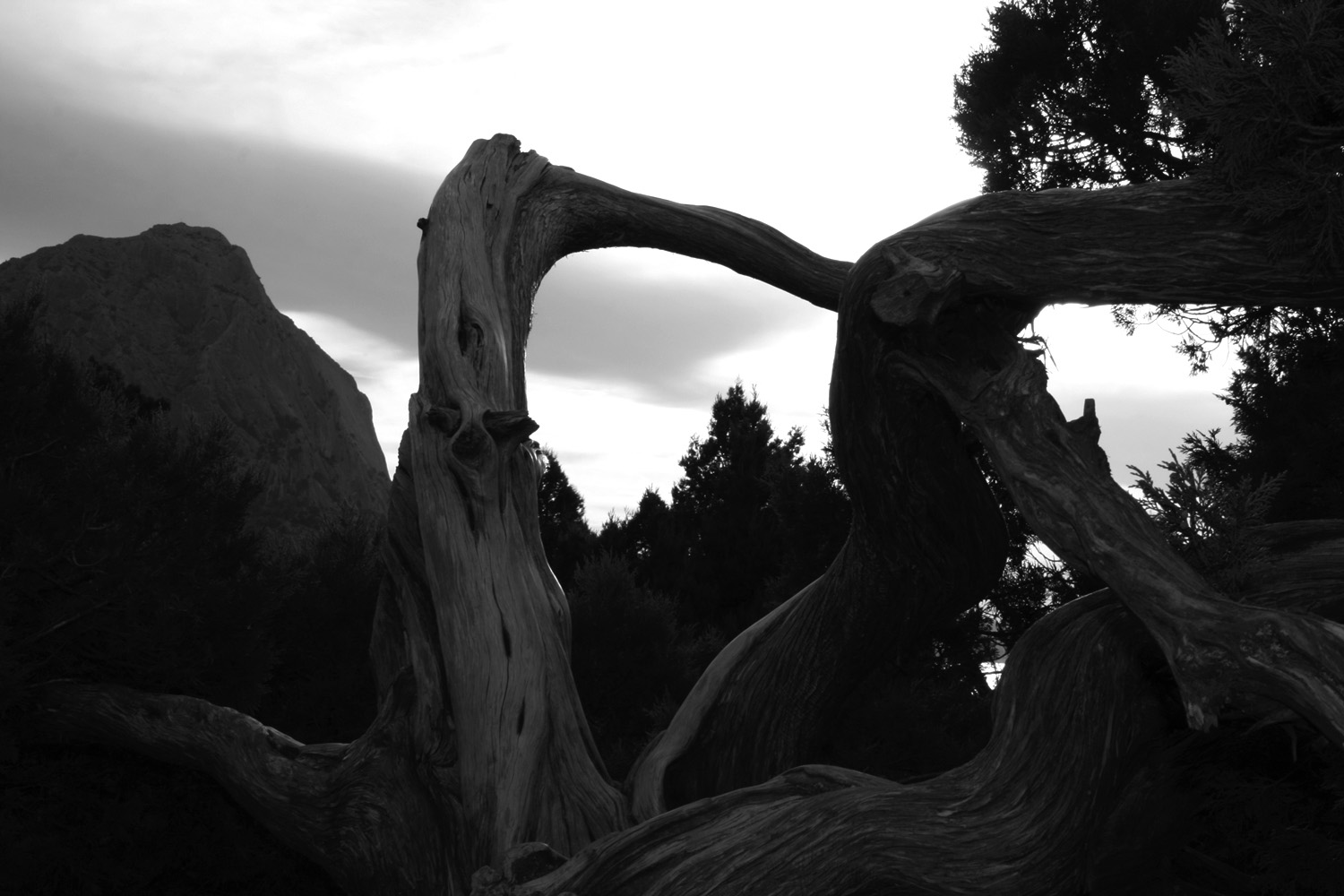 photo "contortions" tags: landscape, nature, flowers, mountains