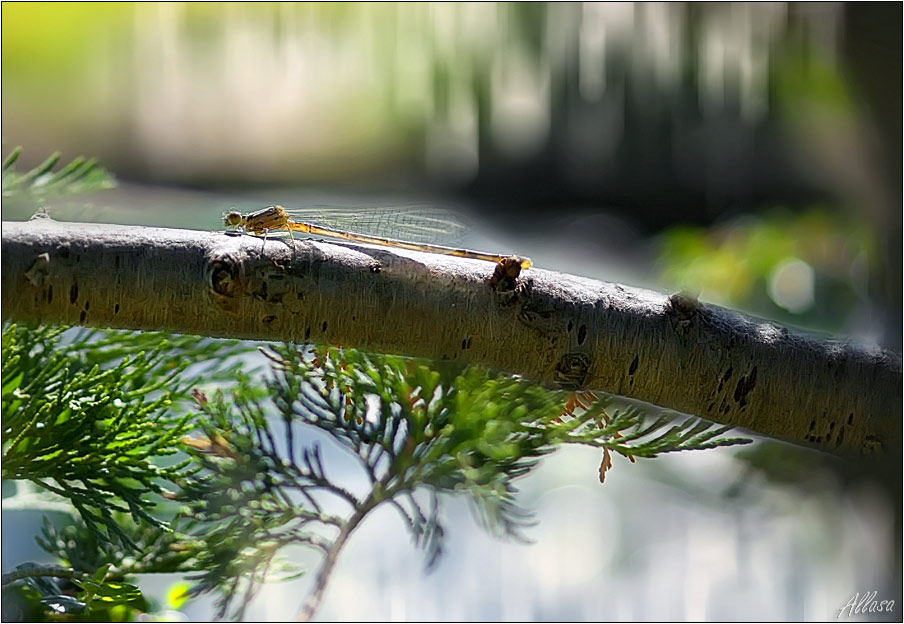 фото "Послеобеденный сон стрекозы" метки: природа, насекомое