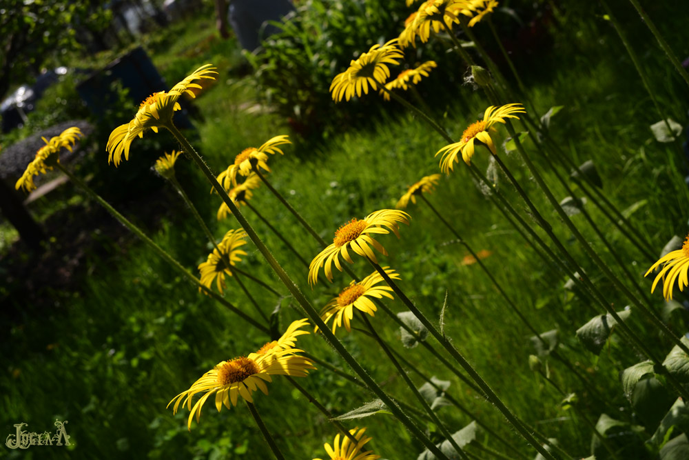 photo "***" tags: nature, flowers