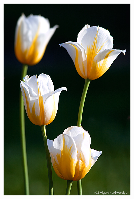 photo "Tulip quartet" tags: nature, macro and close-up, flowers