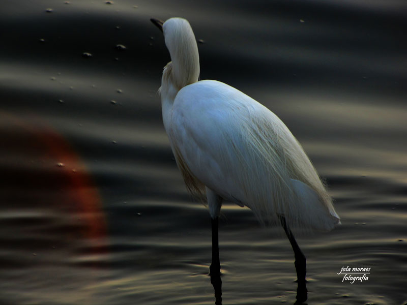 photo "Ardea alba" tags: nature, macro and close-up, pets/farm animals