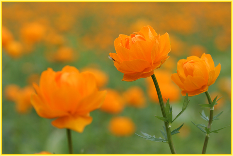 photo "Тайга цветет" tags: nature, flowers