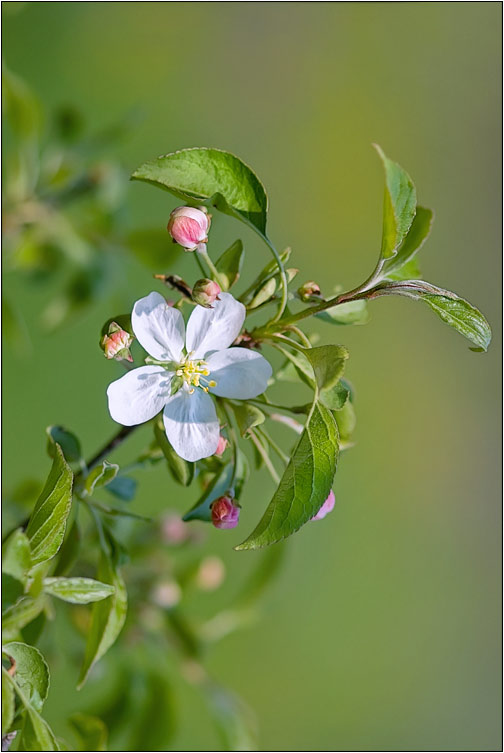фото "Яблонька" метки: пейзаж, природа, весна, цветы