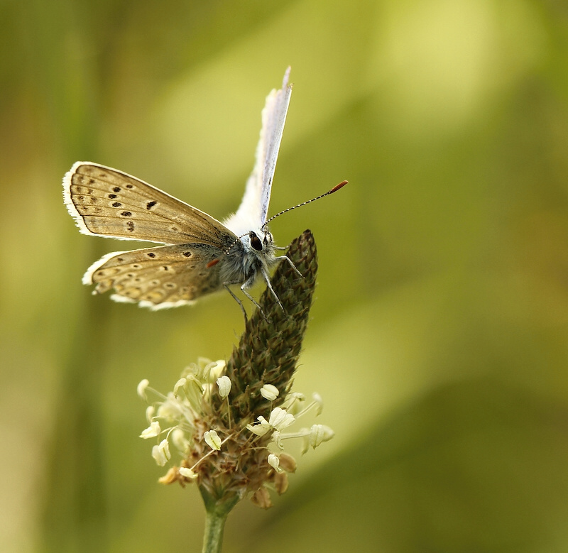photo "***" tags: nature, insect