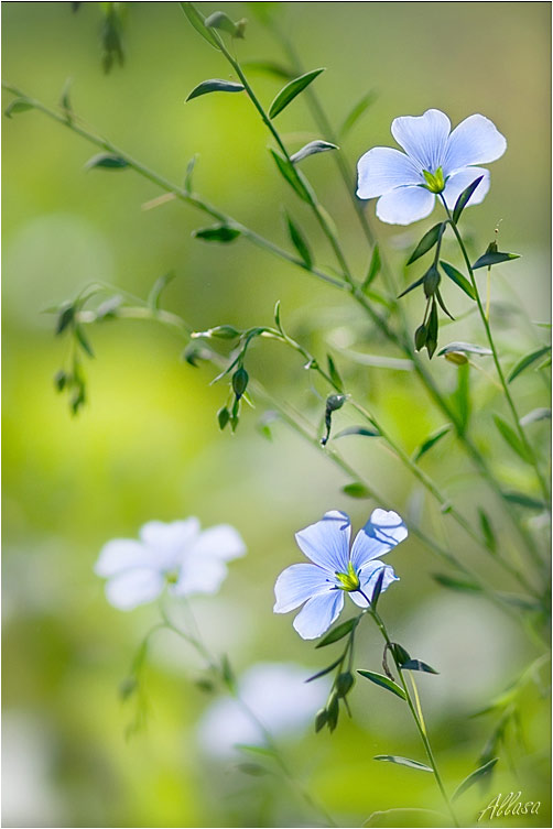 photo "***" tags: nature, flowers