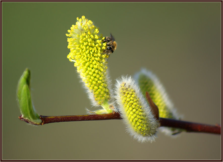 photo "***" tags: nature, flowers, insect