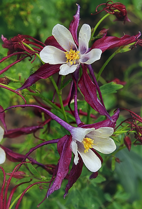 photo "***" tags: nature, flowers