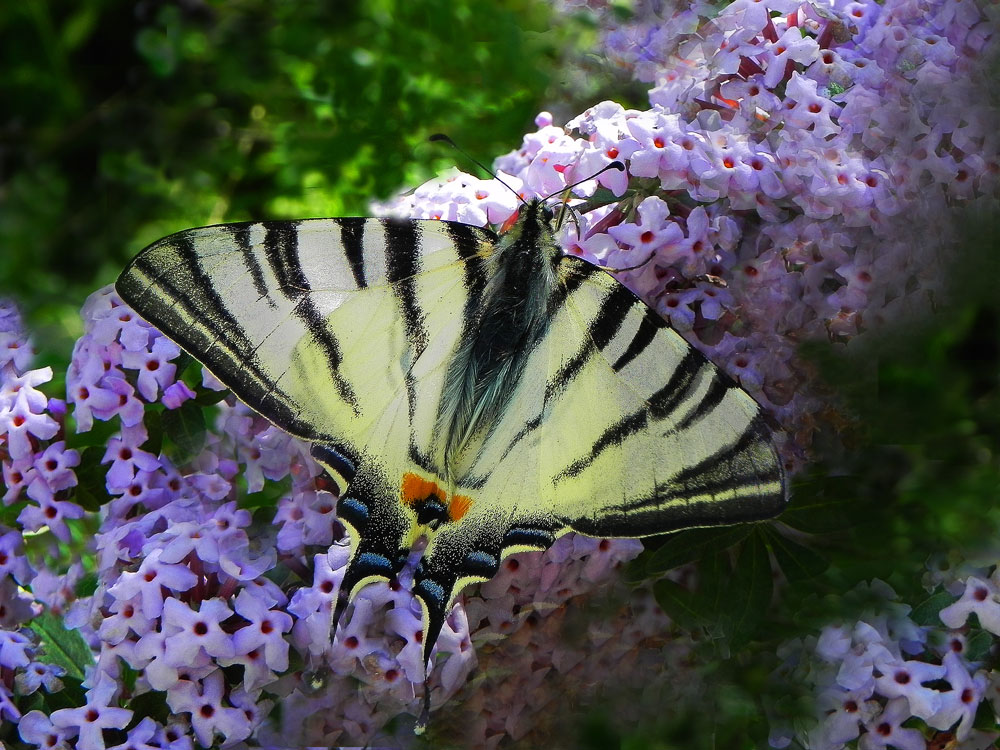 photo "***" tags: nature, macro and close-up, insect