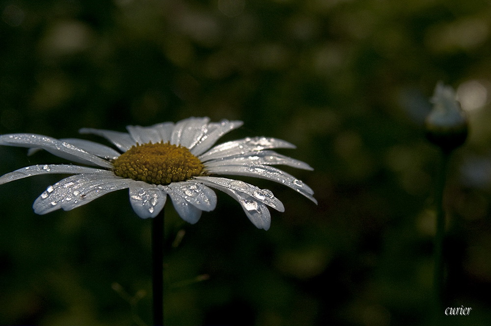 photo "***" tags: macro and close-up, 