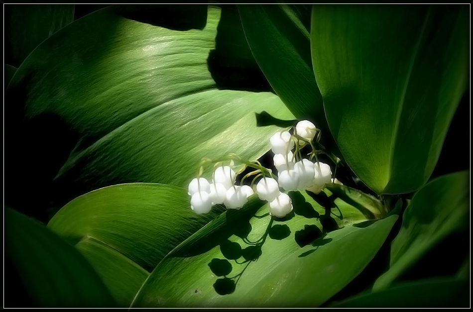 photo "***" tags: nature, flowers