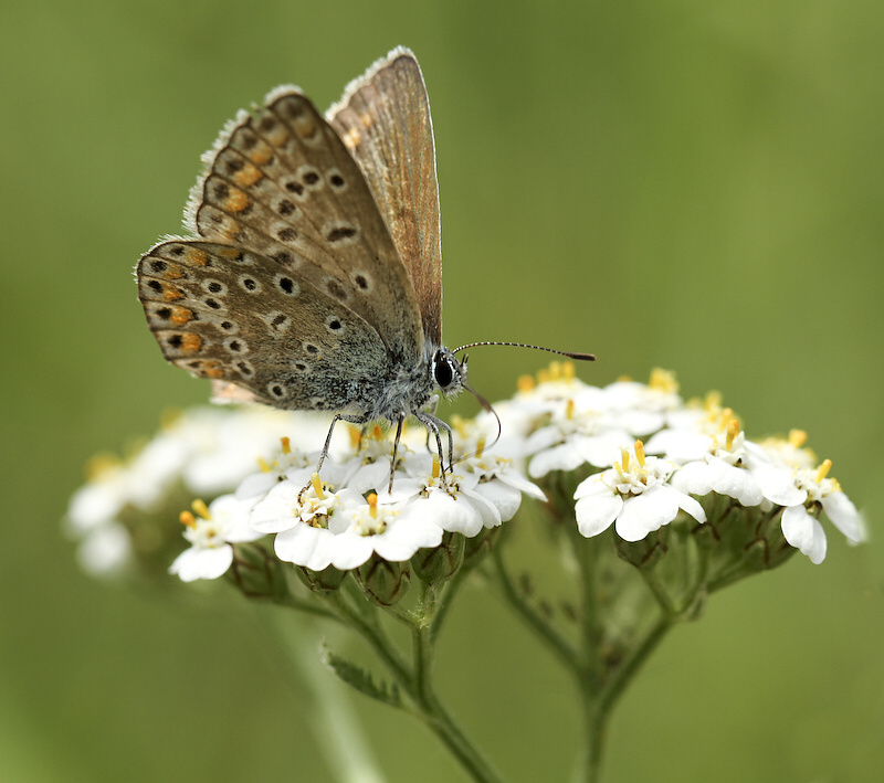 photo "***" tags: nature, insect