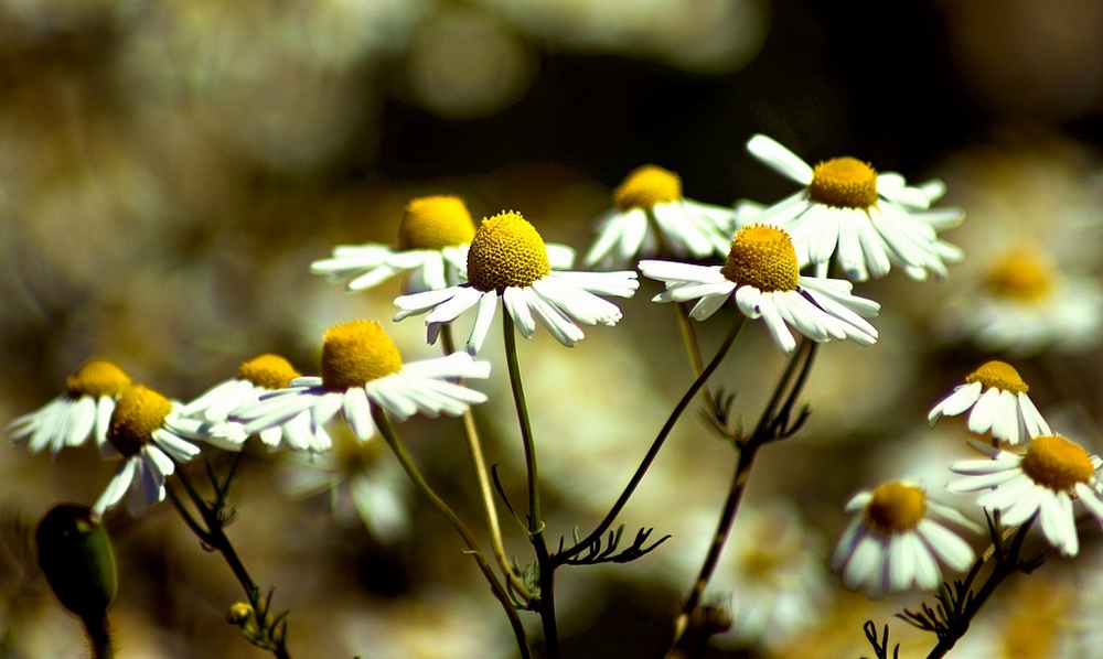 photo "daisy" tags: nature, macro and close-up, flowers