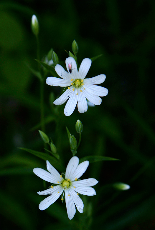 photo "* * *" tags: nature, flowers