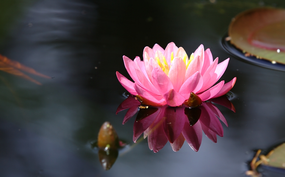 photo "***" tags: nature, flowers