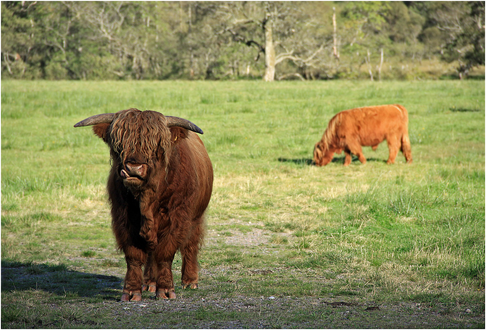 photo "Scottish "hippies"." tags: nature, wild animals, коровы