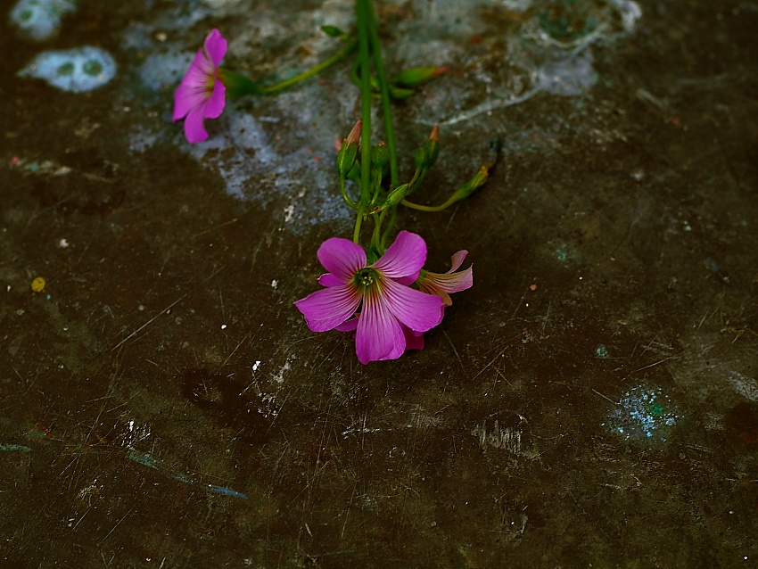 photo "***" tags: nature, flowers