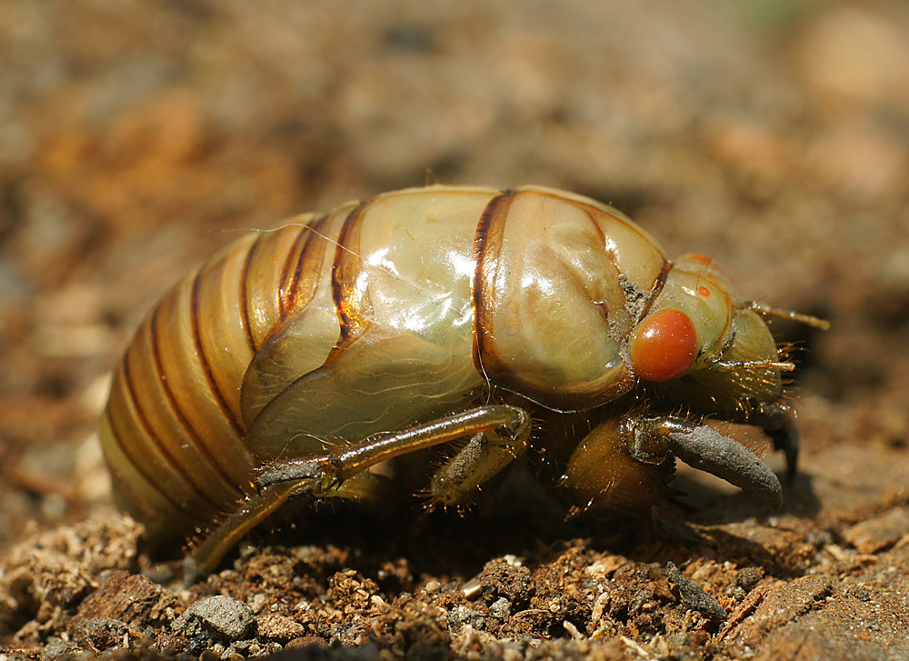 photo "макро" tags: macro and close-up, nature, insect