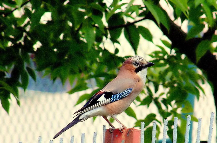 photo ""The beautiful Jay..."" tags: nature, wild animals