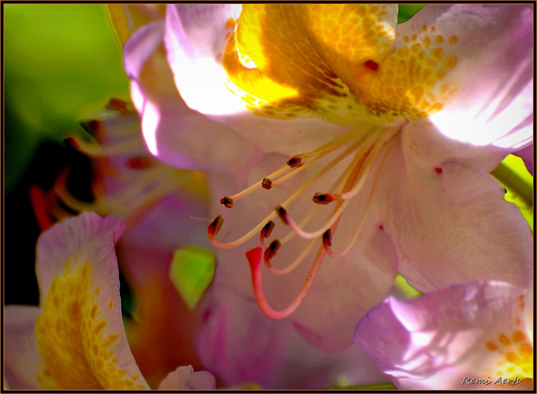photo "look inside" tags: macro and close-up, nature, flowers
