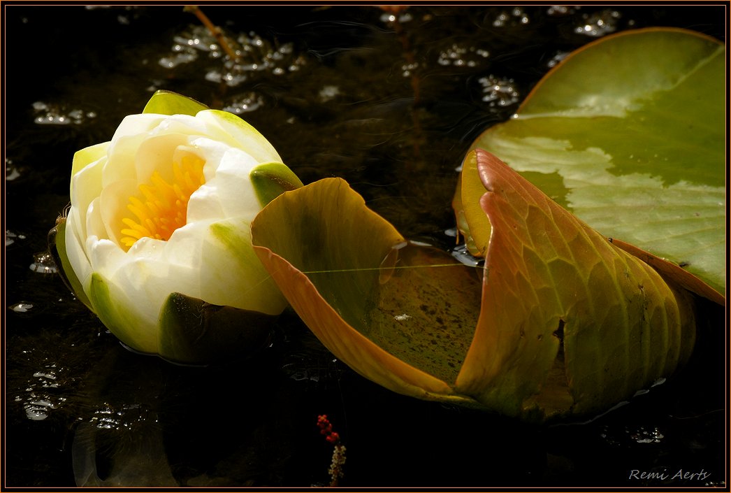 photo "***" tags: nature, fragment, flowers